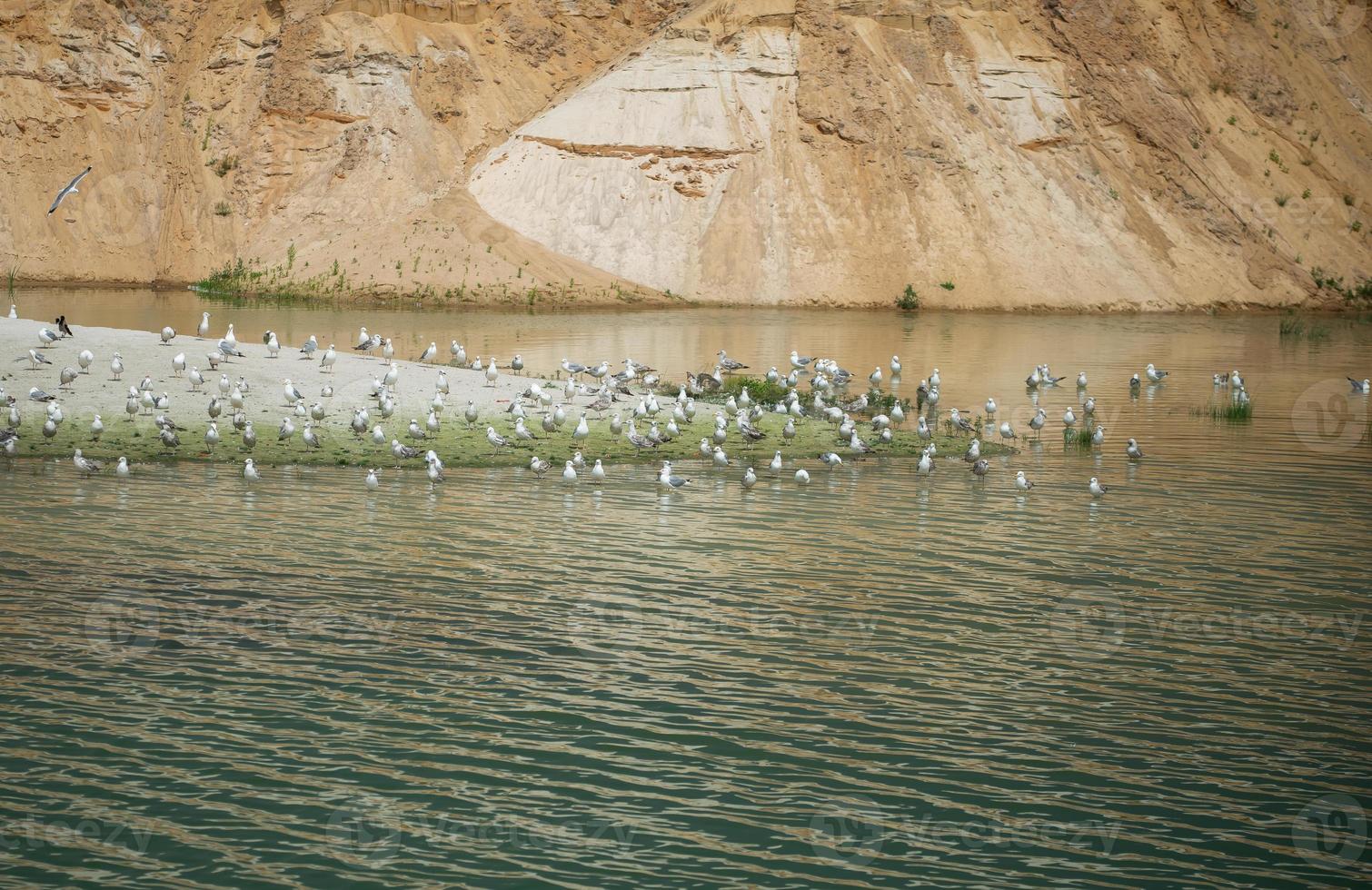 una gran bandada de gaviotas en una isla en medio del lago. foto