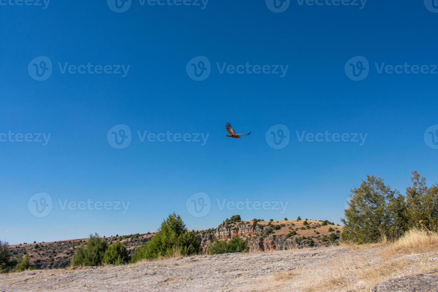 griffon vultures flying over the river photo