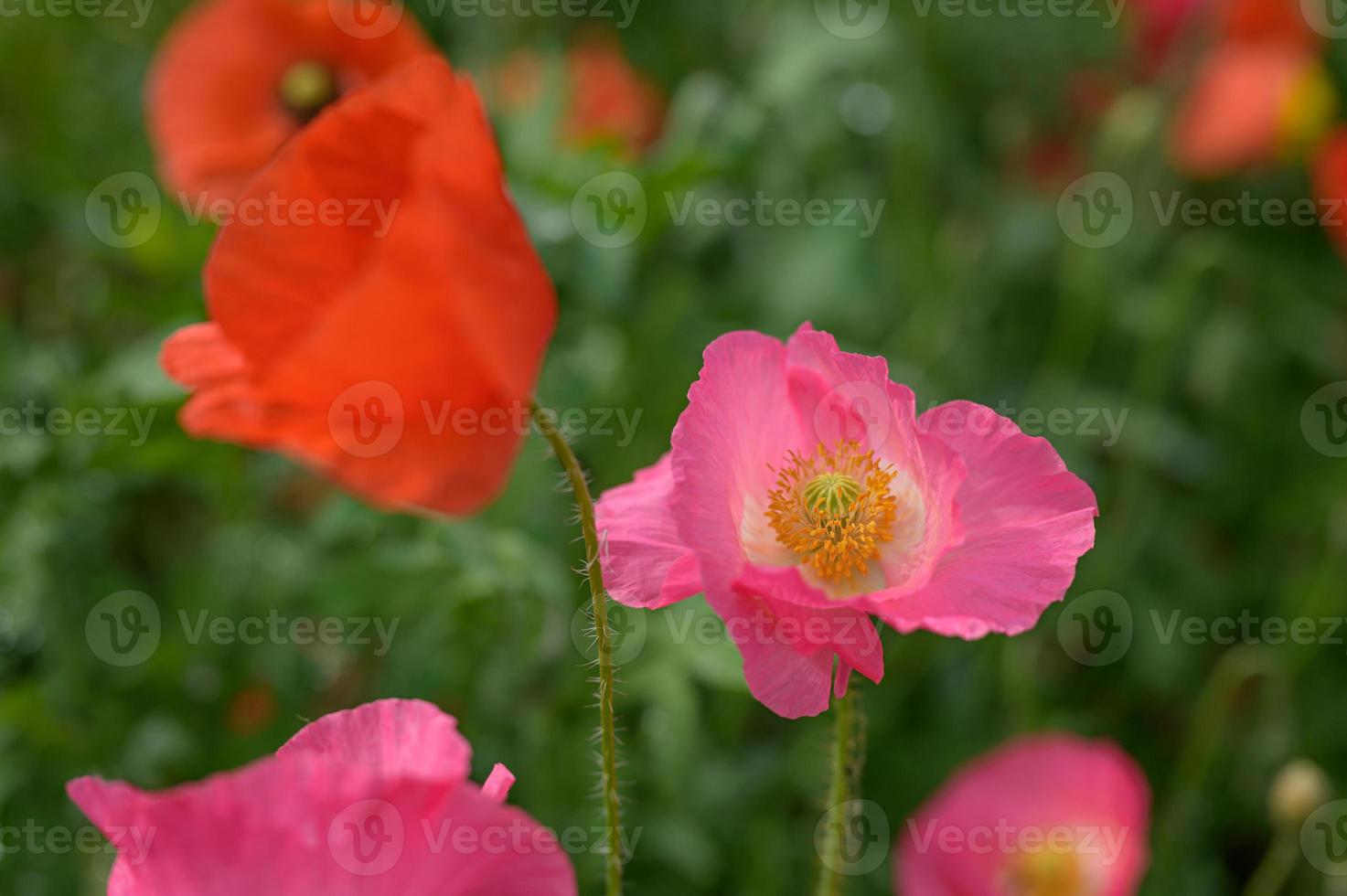 beautiful spring flowers in the garden photo