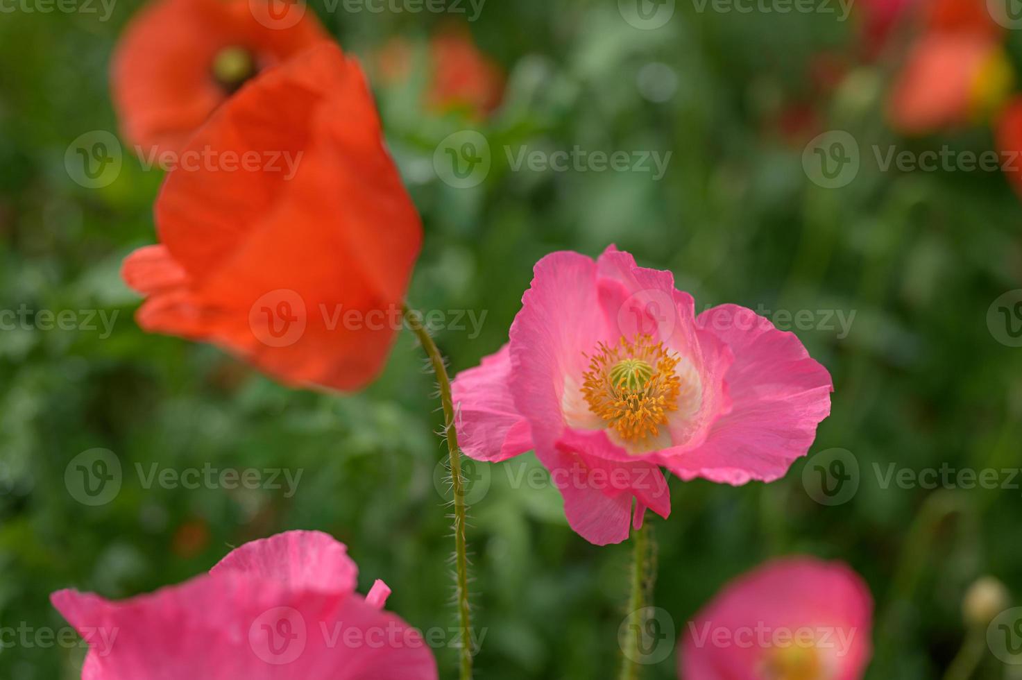 hermosas flores de primavera en el jardín foto