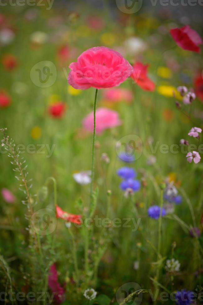 beautiful spring flowers in the garden photo