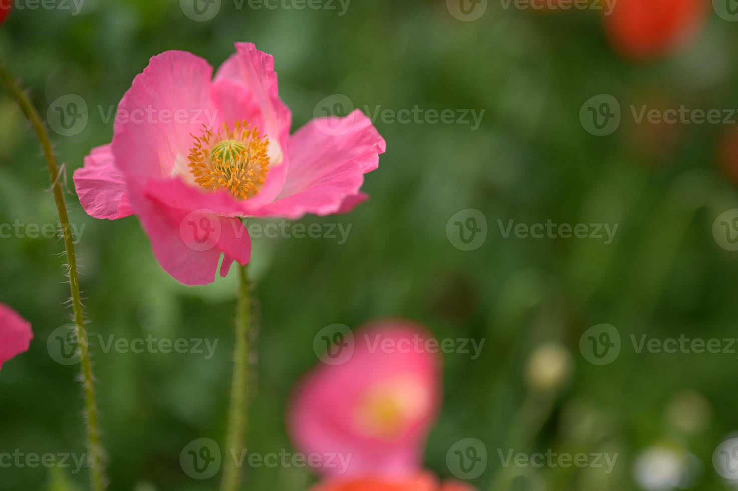 beautiful spring flowers in the garden photo