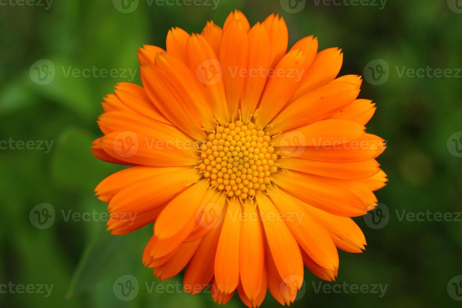 primer plano de flor de caléndula naranja foto