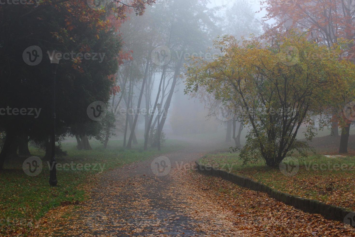 Beautiful autumn landscape. Foggy park. photo