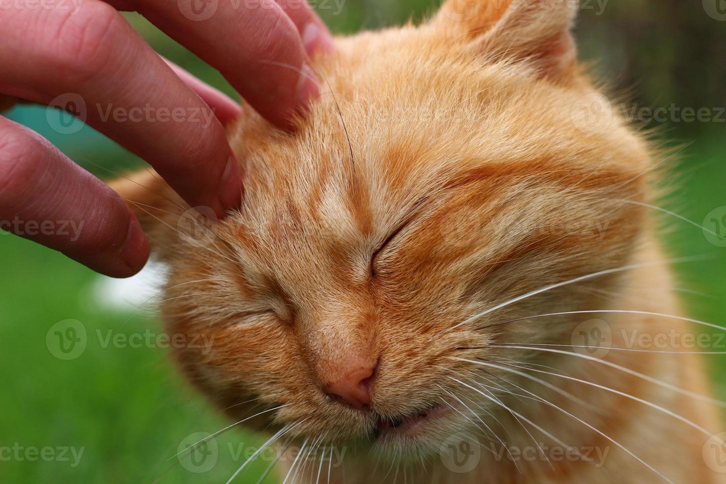 mano rasca y acaricia a un gato rojo. foto