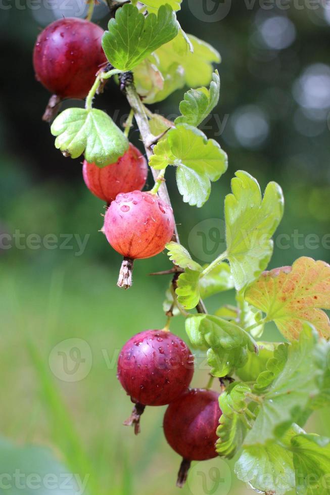 Red gooseberry. The berries grow on a sunny day. photo