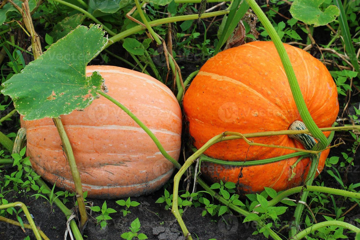 calabaza naranja vegetal madura en el jardín. foto