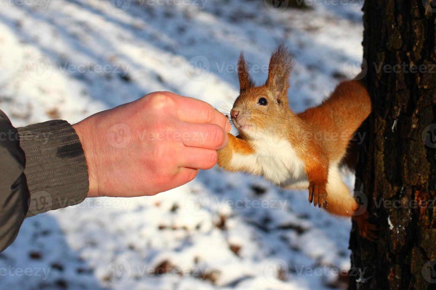 Hand feeds a squirrel with a nut in a winter park. photo