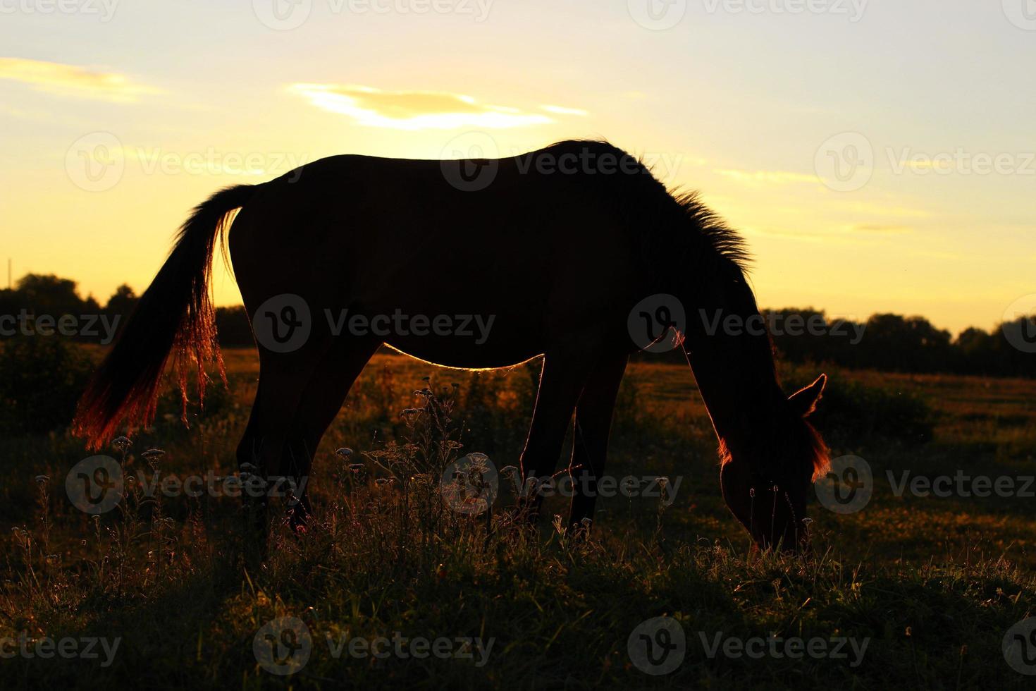 Beautiful grasshopper grazes at sunset. Summer landscape. photo