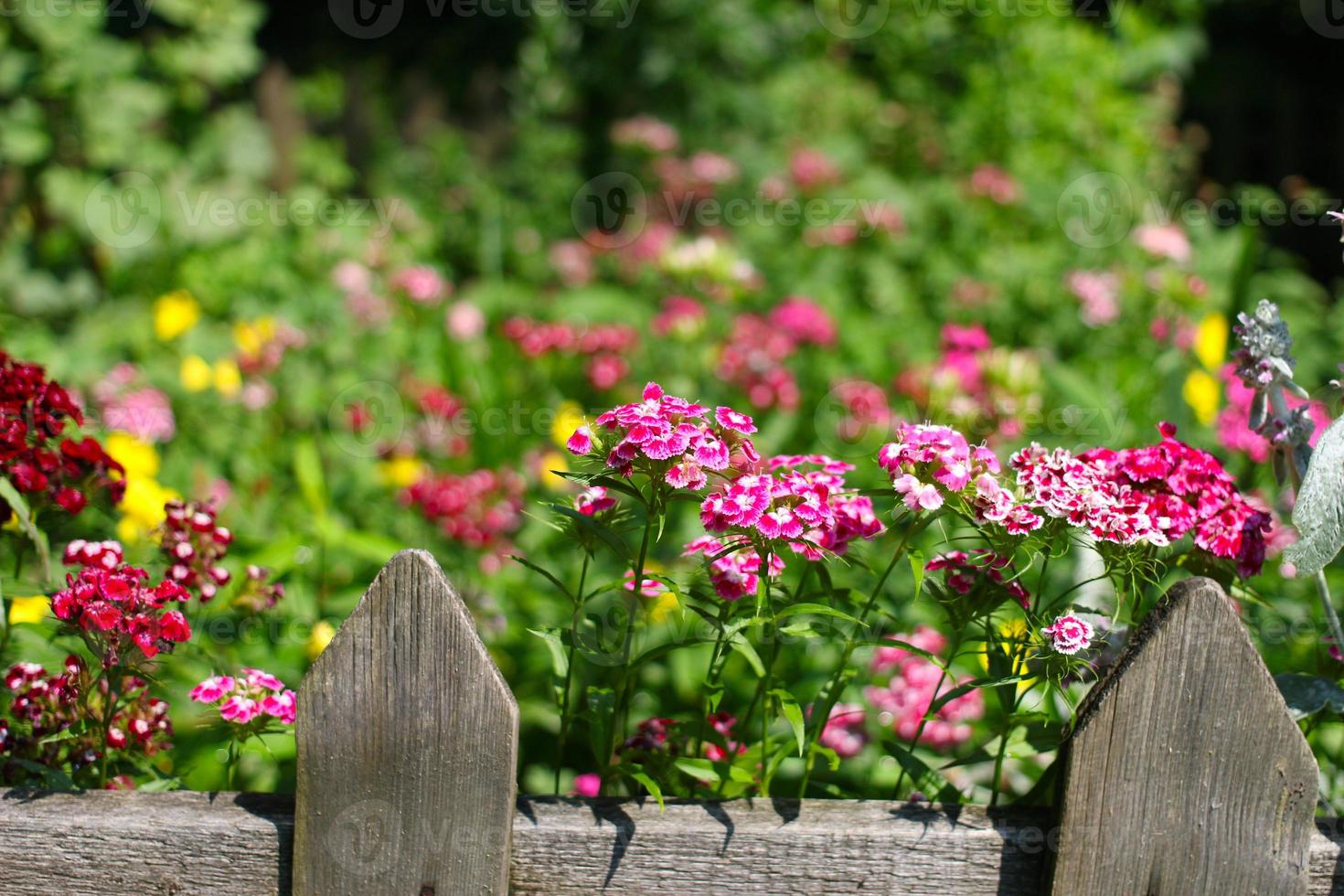 Beautiful flowerbed behind rural retro fences photo
