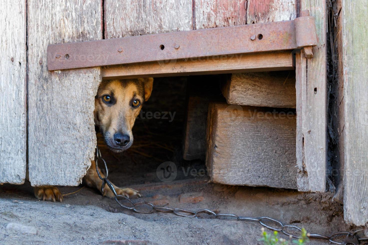 The frightened dog hid and was afraid. photo