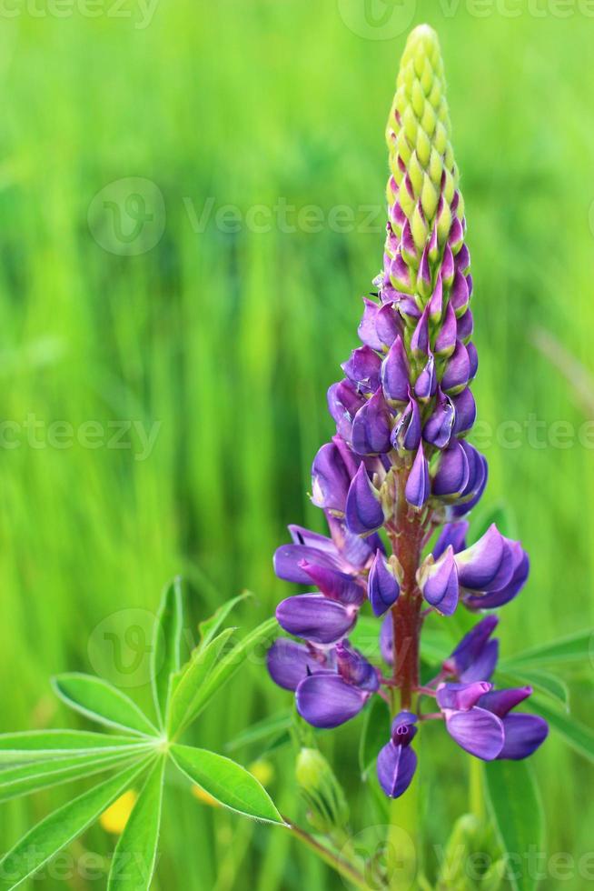 flor de lupino púrpura en verano. foto