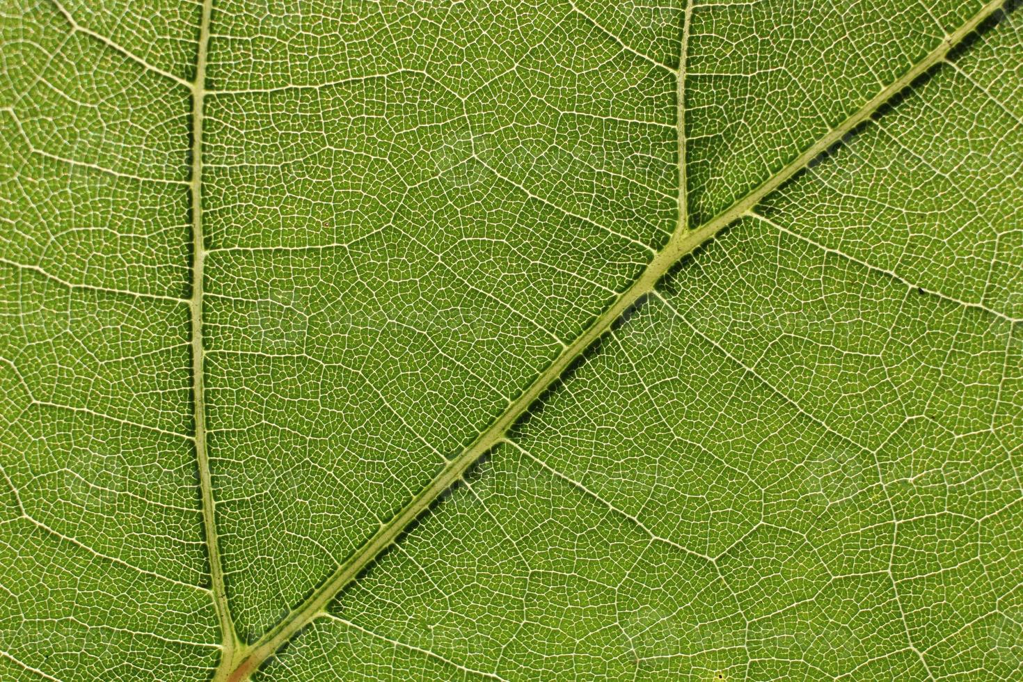 Green grape leaf with streaks close-up photo