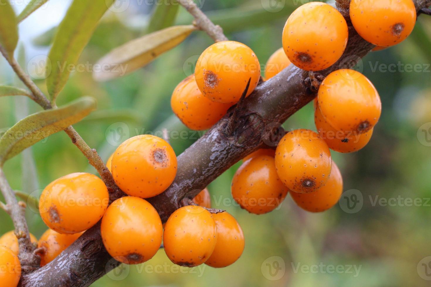 Orange sea buckthorn berries ripened on a branch. photo
