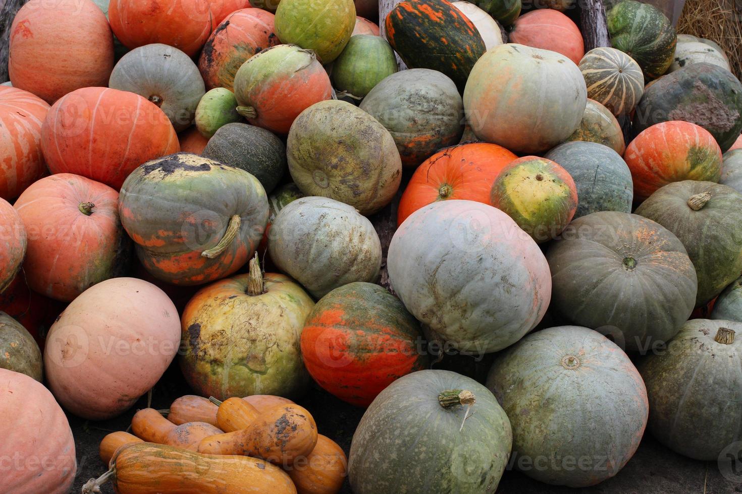 muchas calabazas en el otoño. la cosecha del agricultor. foto