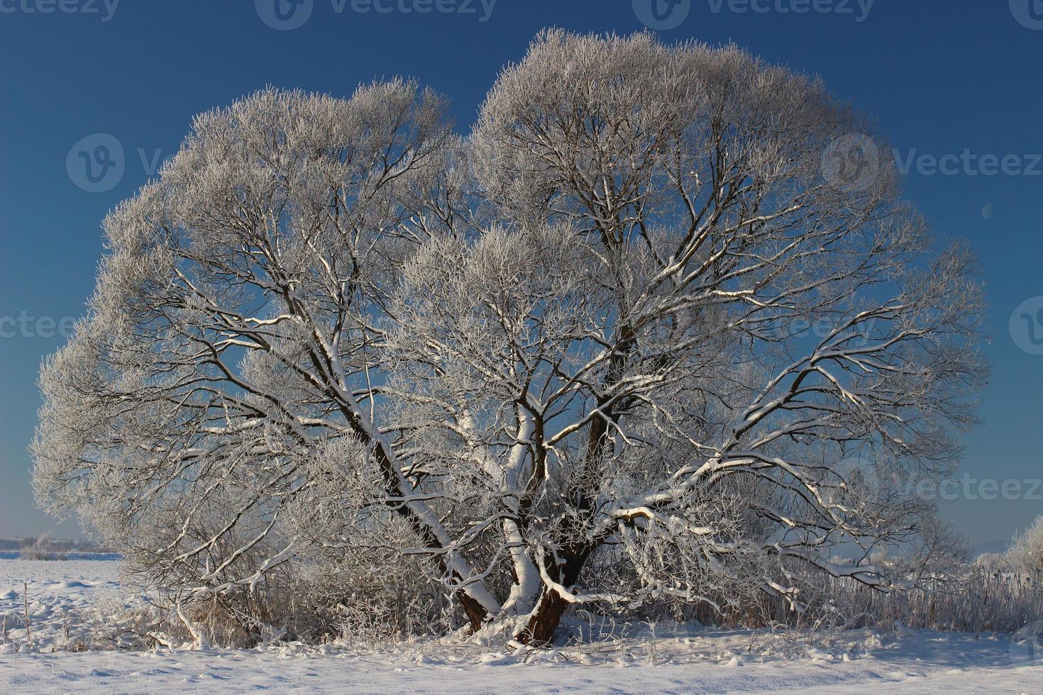 Beautiful tree covered with frost in winter photo