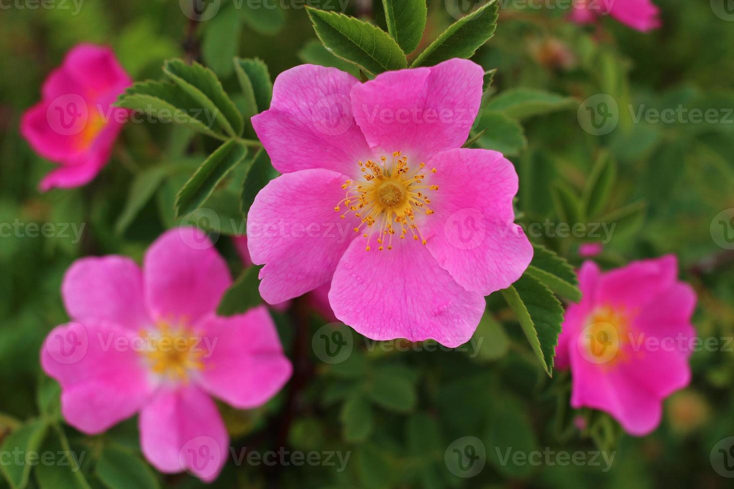 Pink rose hip flower in summer. photo