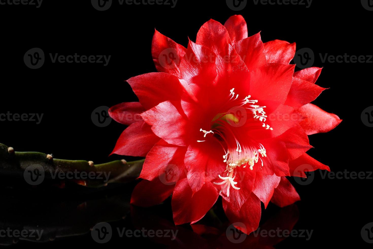 Beautiful red flower on a black background close-up. photo