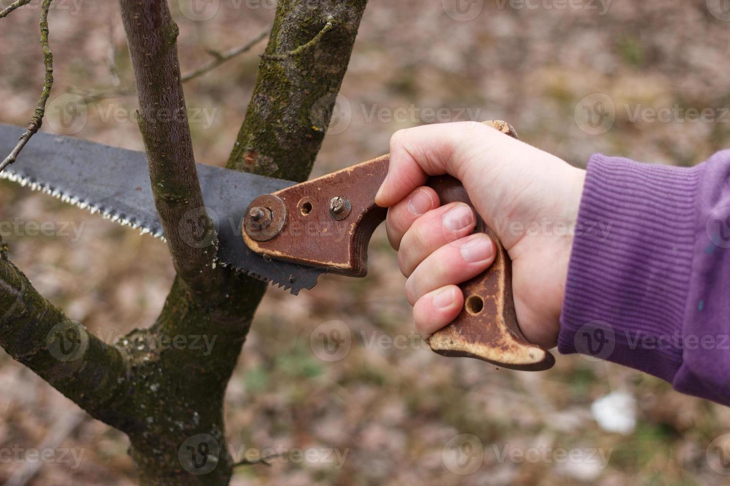 The saw cuts a tree branch. Work in the garden photo