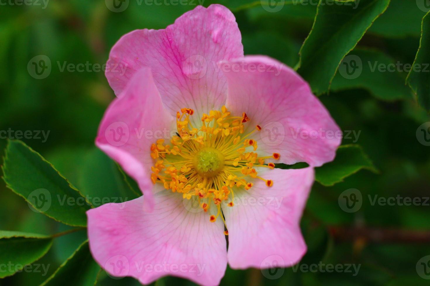 Pink rose hip flower in summer. photo