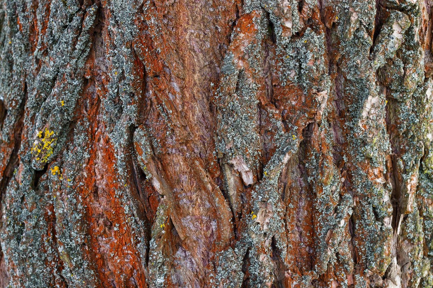 Rough surface of tree bark. Interesting background. photo