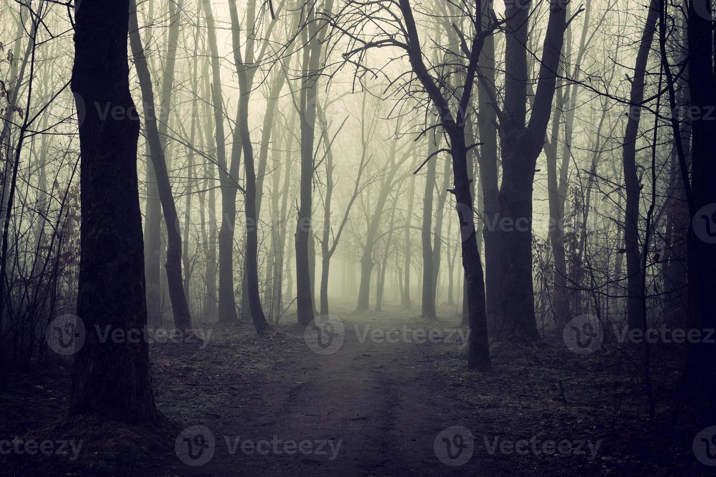 Mystical misty forest in autumn photo