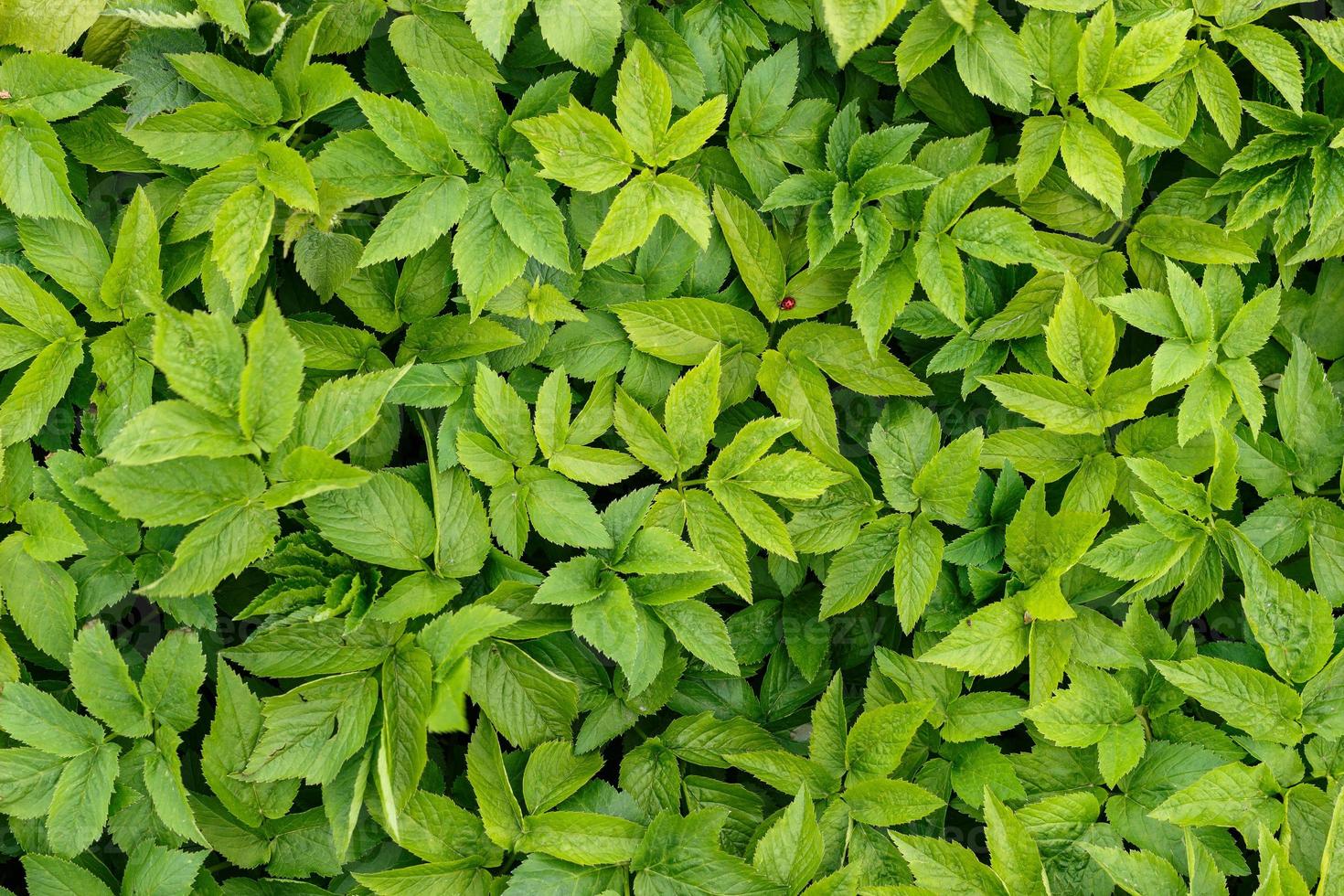 Green young plants. Background or texture photo