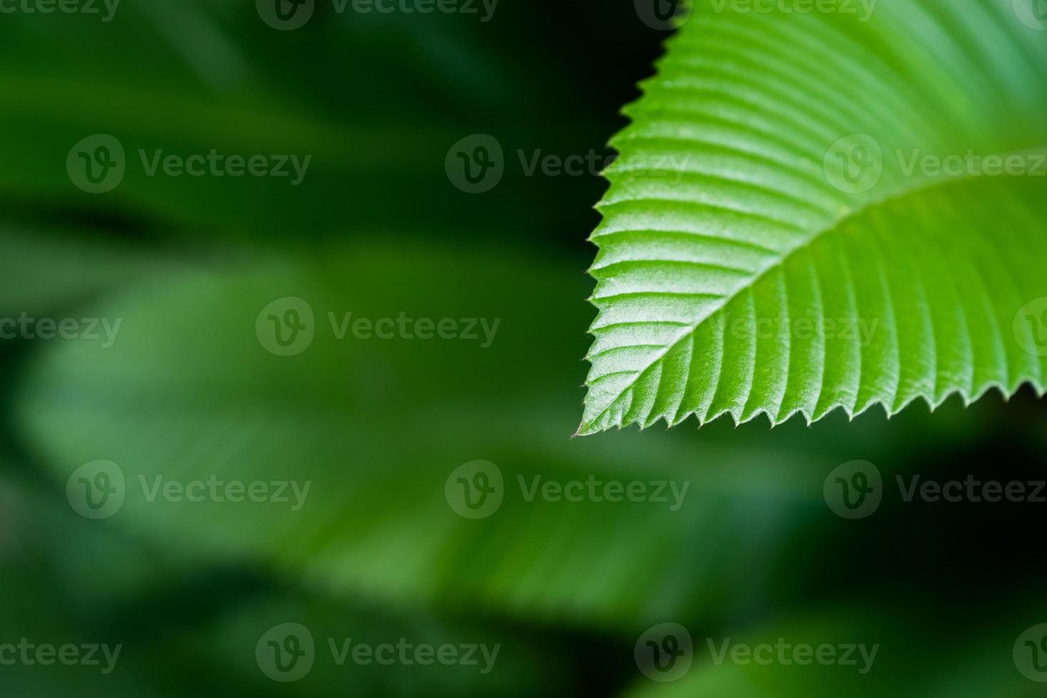 elegancia de primer plano verde oscuro foto