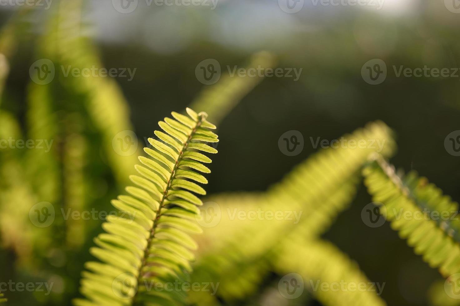 Hojas de helecho verde en el jardín sobre fondo natural foto