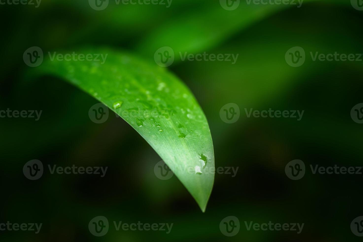 Monocotiledóneas hojas verdes y mojadas en el fondo del jardín foto