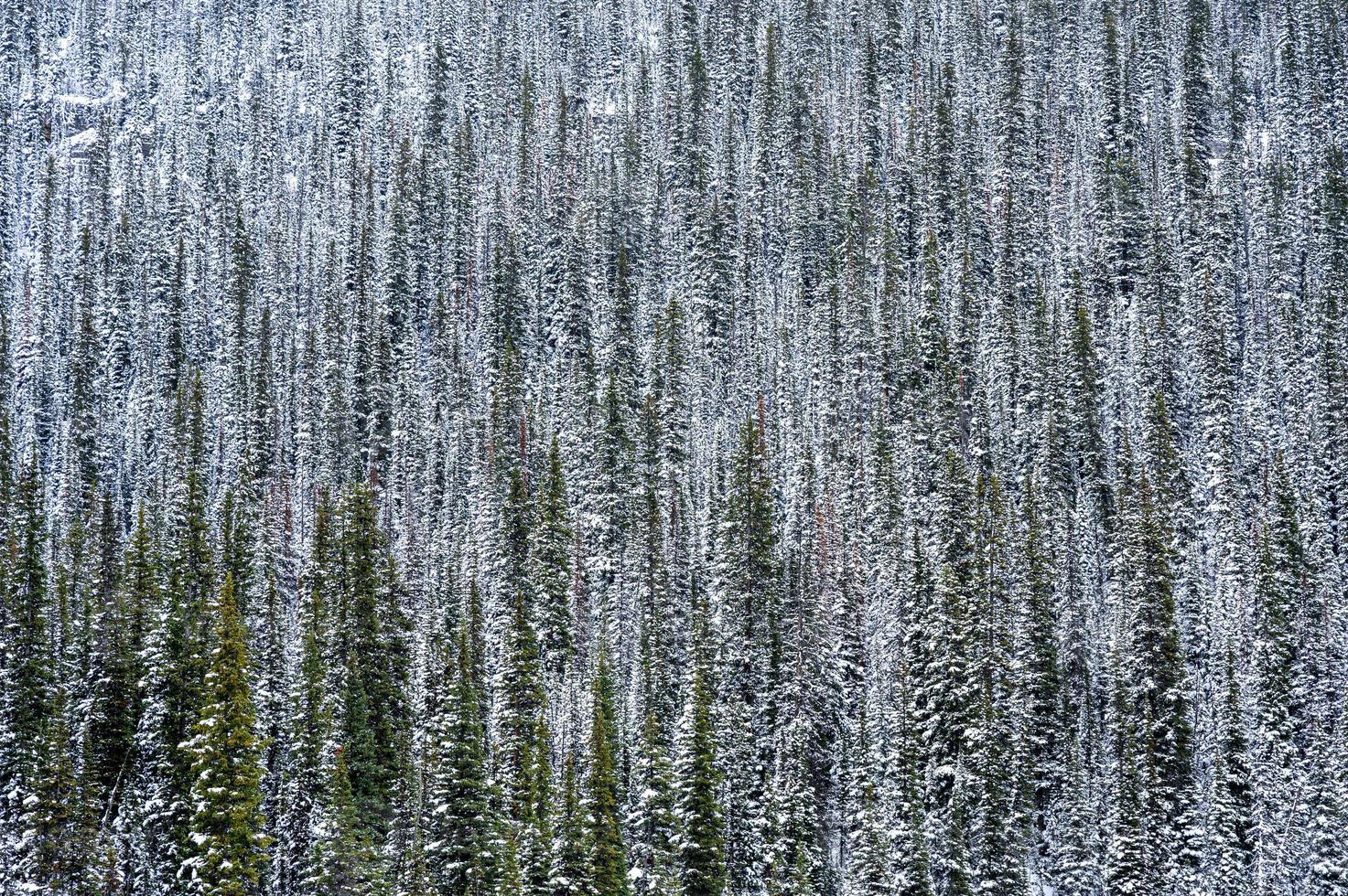 pinos en el bosque en invierno en el parque nacional foto