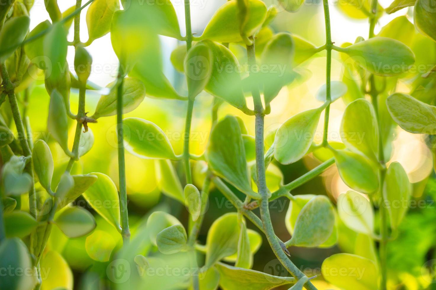 Green leaves in garden on natural background photo