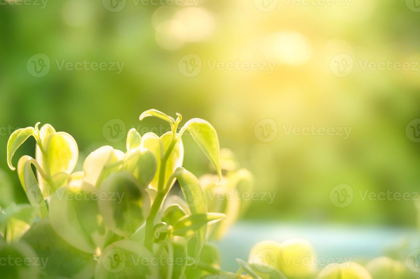 Peperomia hojas verdes en el jardín sobre fondo natural foto