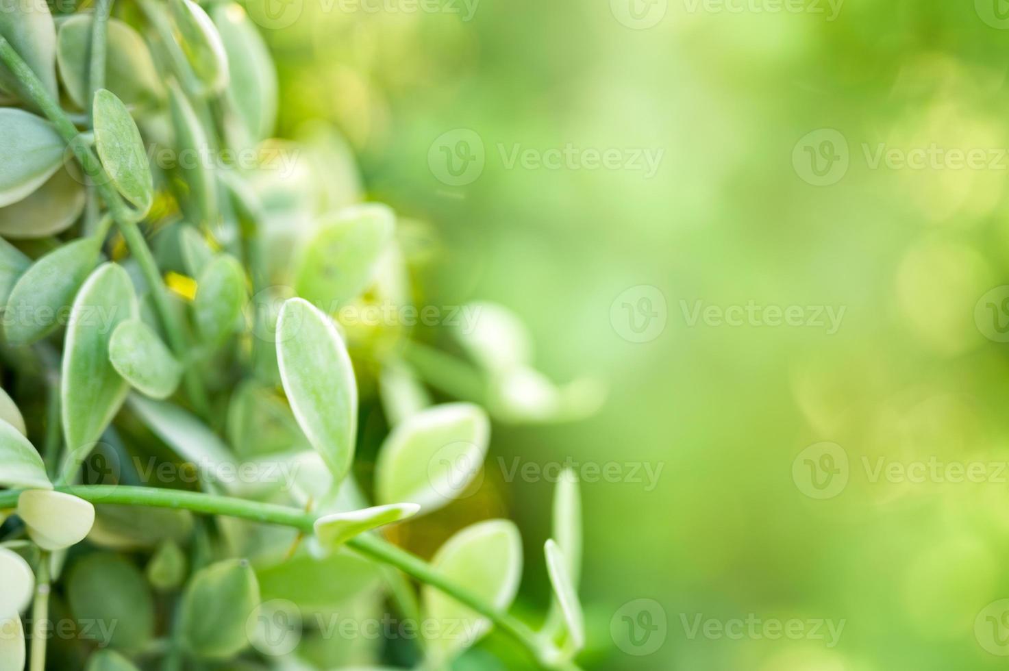 Green leaves in garden on natural background photo