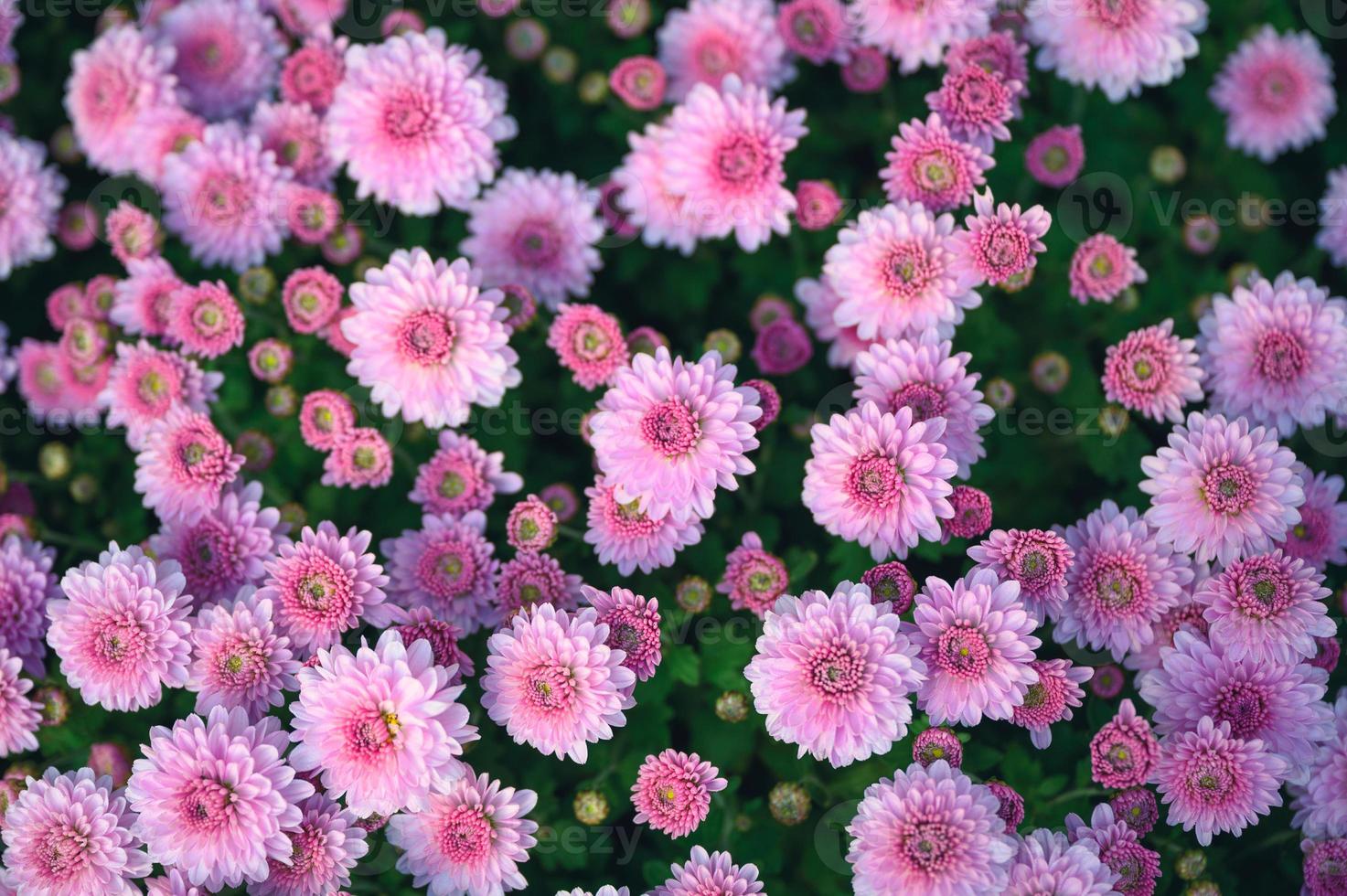 Pink Asteraceae flower blooming in garden photo