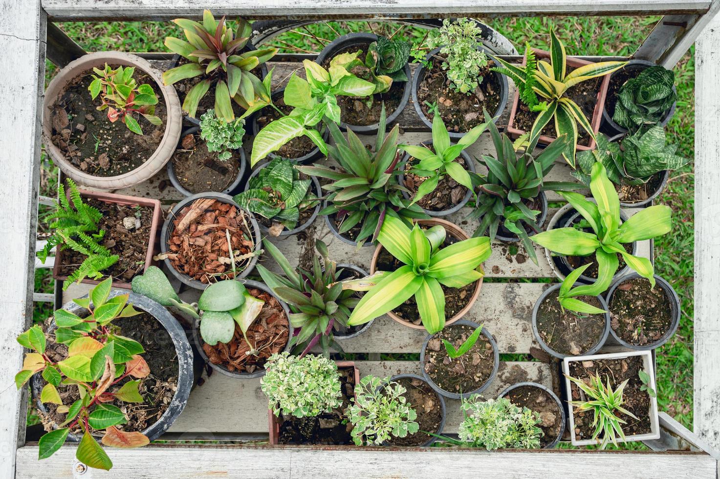 Various plant green leaves growing in pot on wooden cart photo