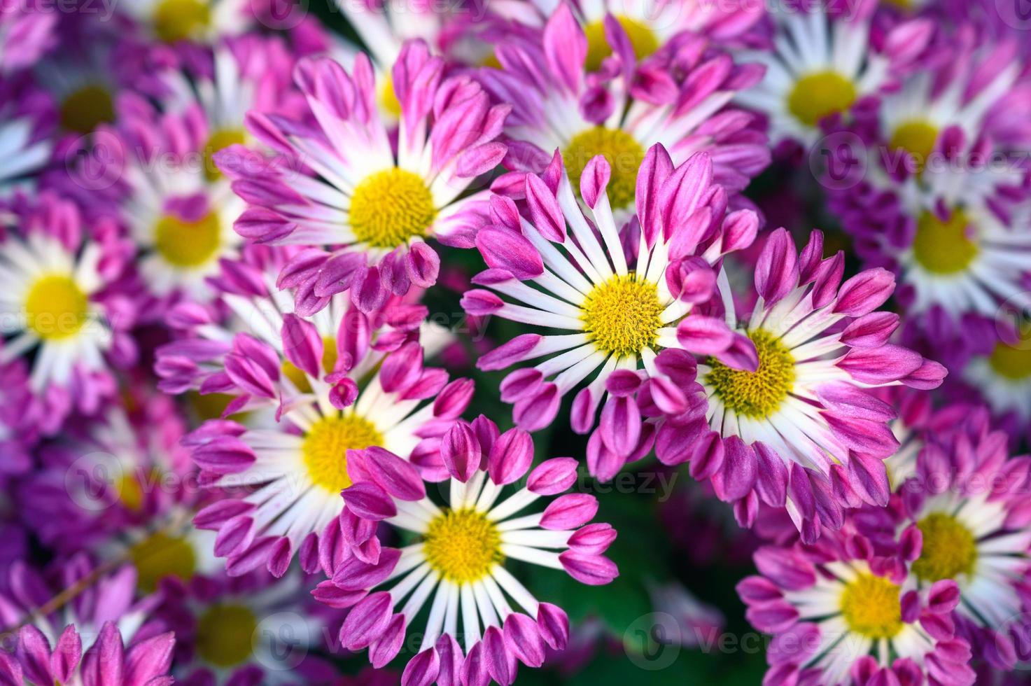 Daisy pink flower blooming in garden photo