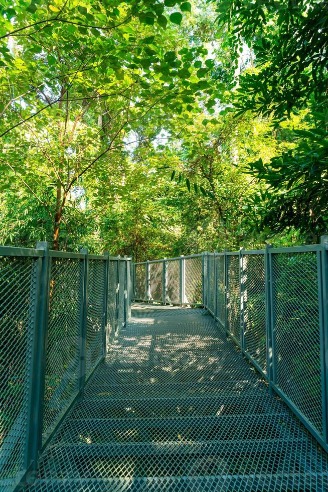 Walk way in the forest at Canopy walks at Queen Sirikit botanic garden Chiang Mai, Thailand photo