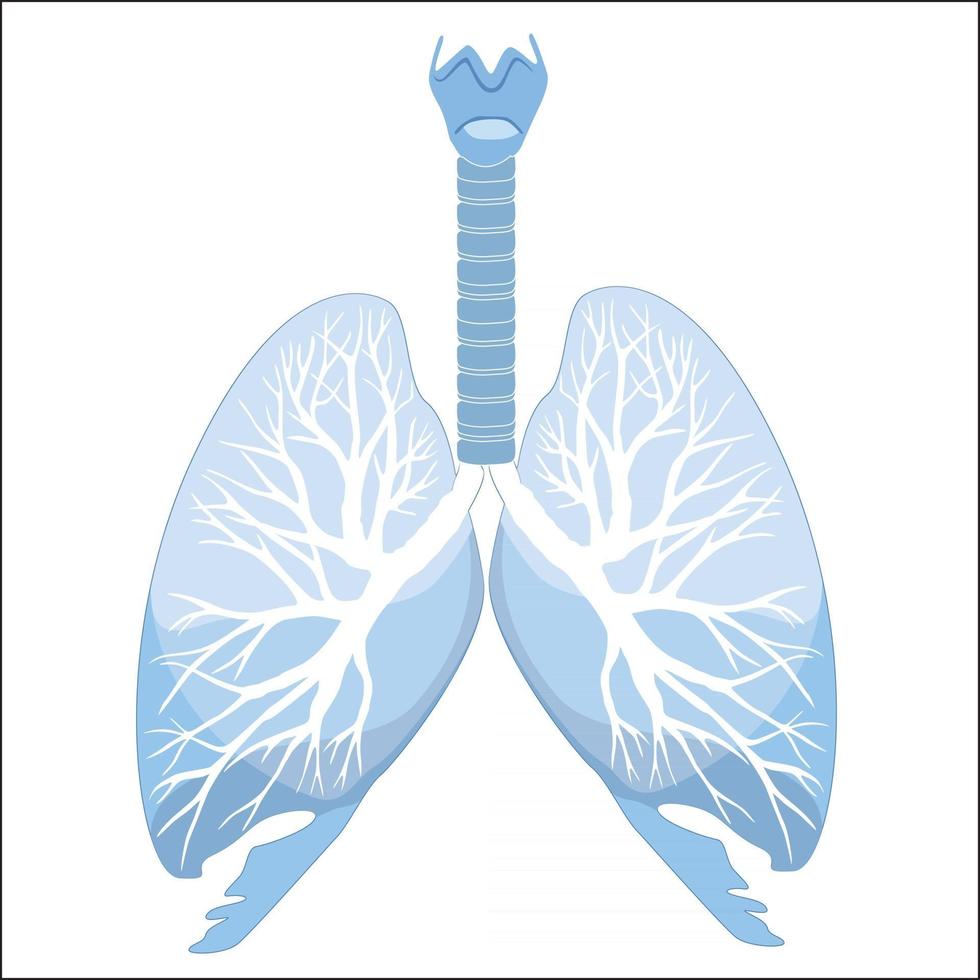 anatomía de los pulmones y bronquios humanos. estructura de órganos humanos. signo medico vector