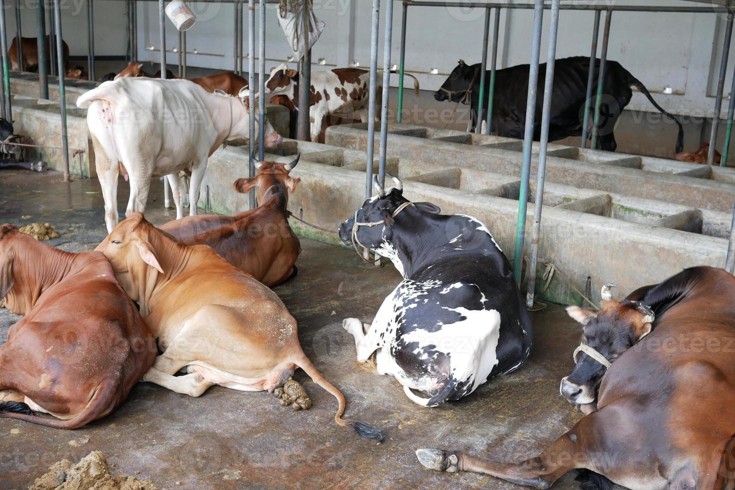 Milk cows resting in a farm house photo