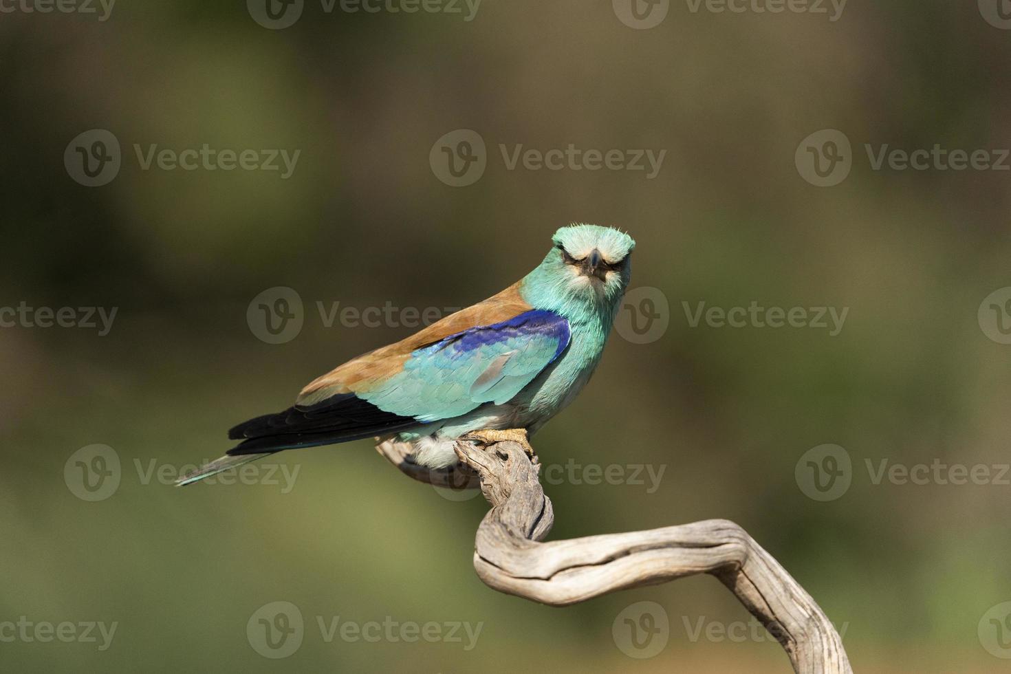 rodillo europeo, coracias garrulus foto