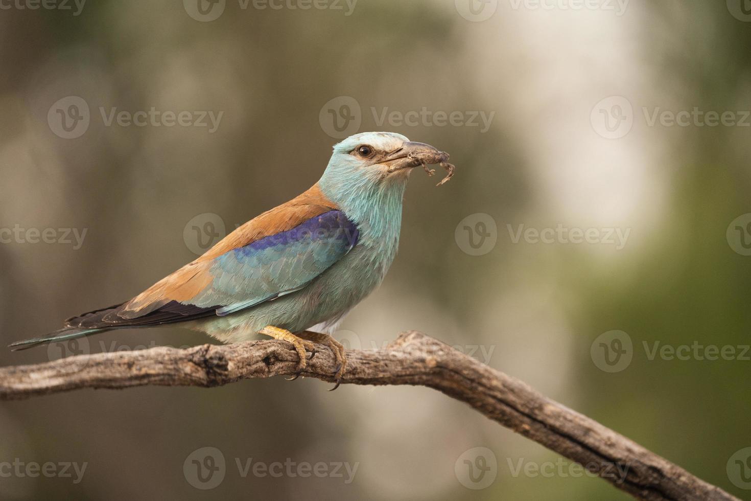 European roller, Coracias garrulus photo