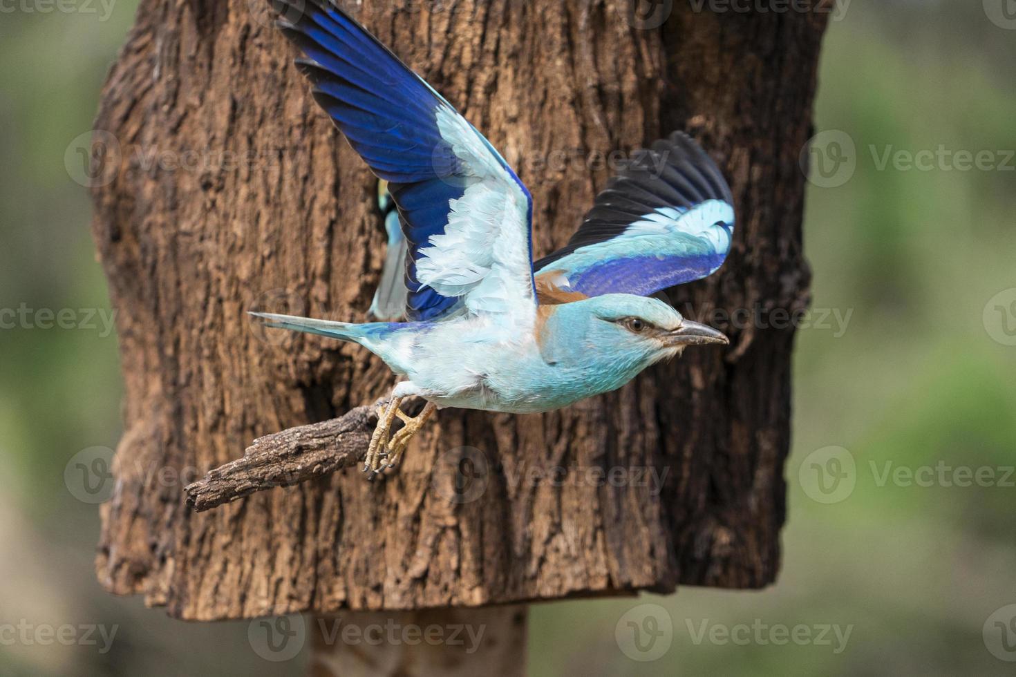 rodillo europeo, coracias garrulus foto