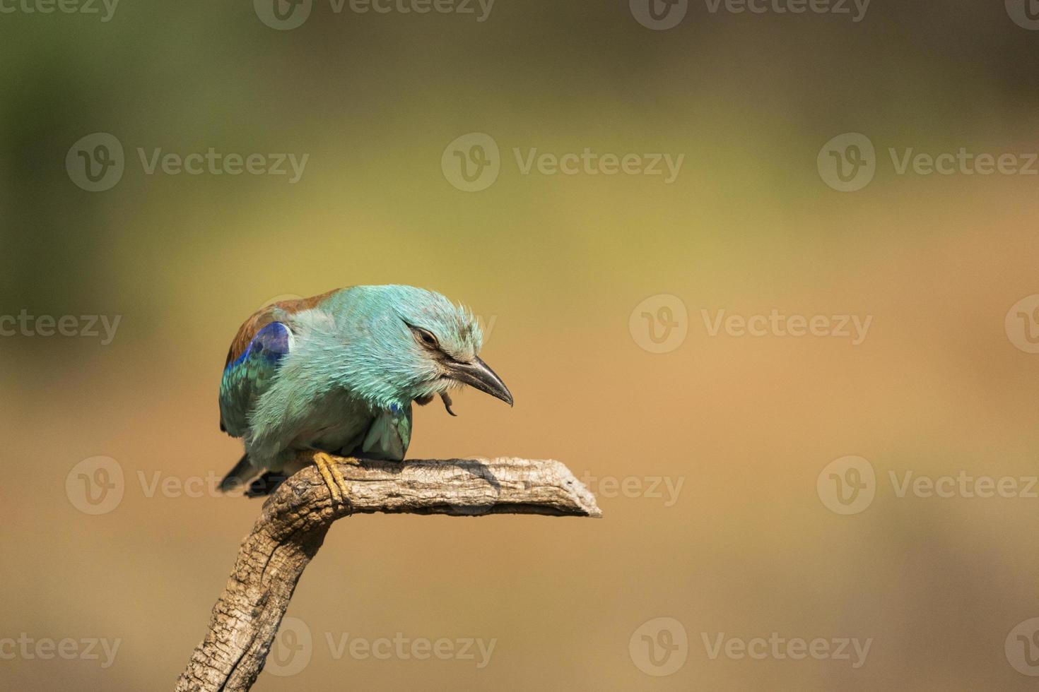 rodillo europeo, coracias garrulus foto