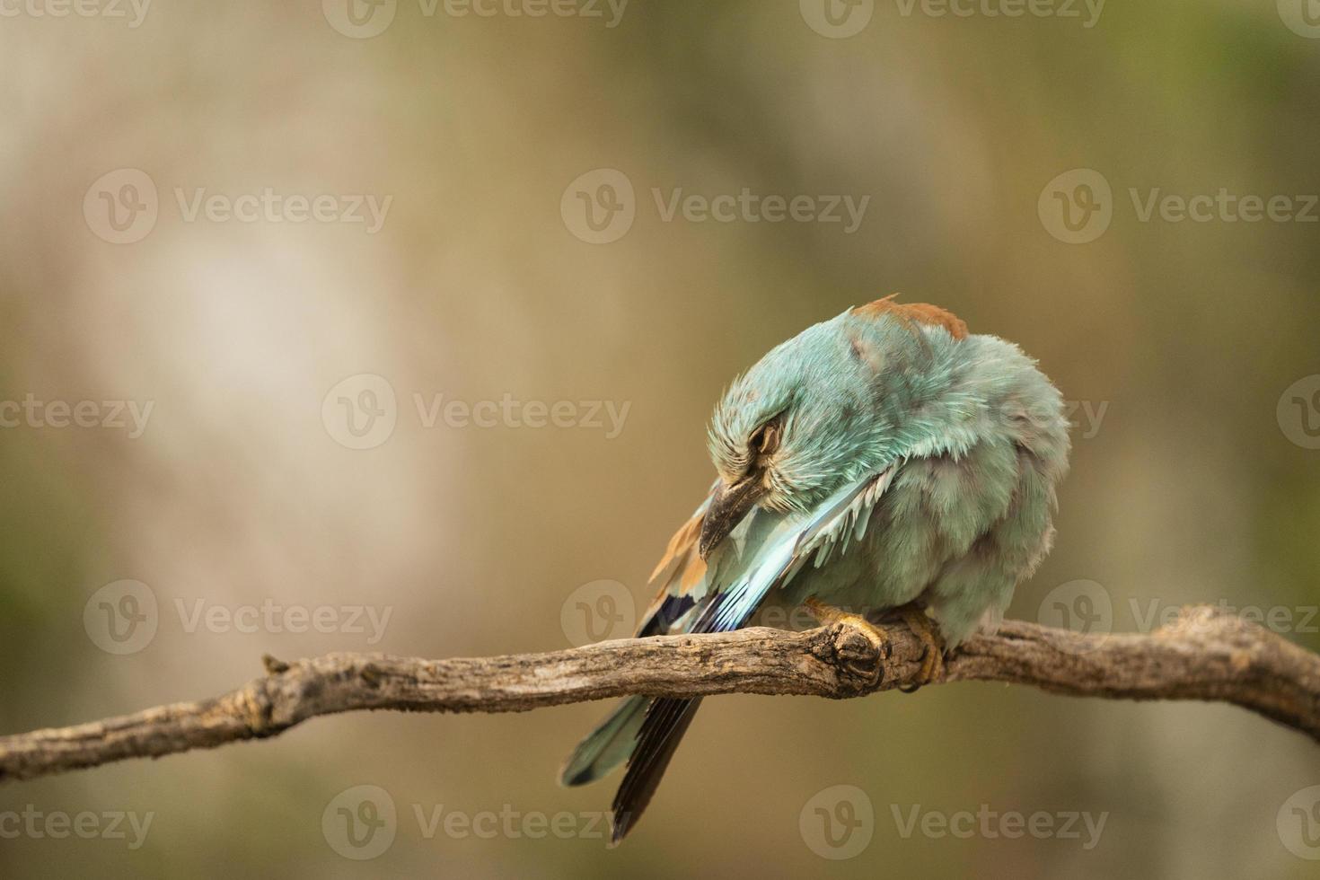 European roller, Coracias garrulus photo