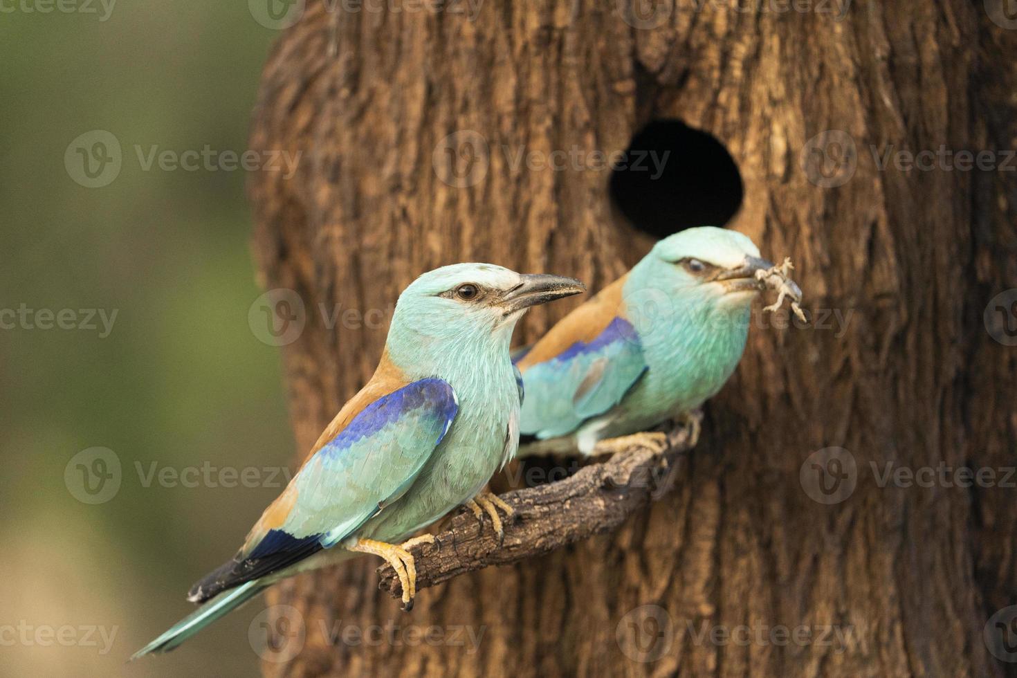 European roller, Coracias garrulus photo