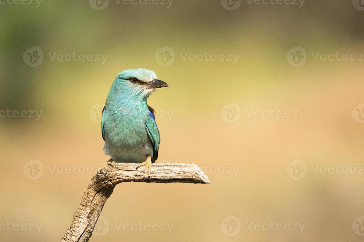 rodillo europeo, coracias garrulus foto