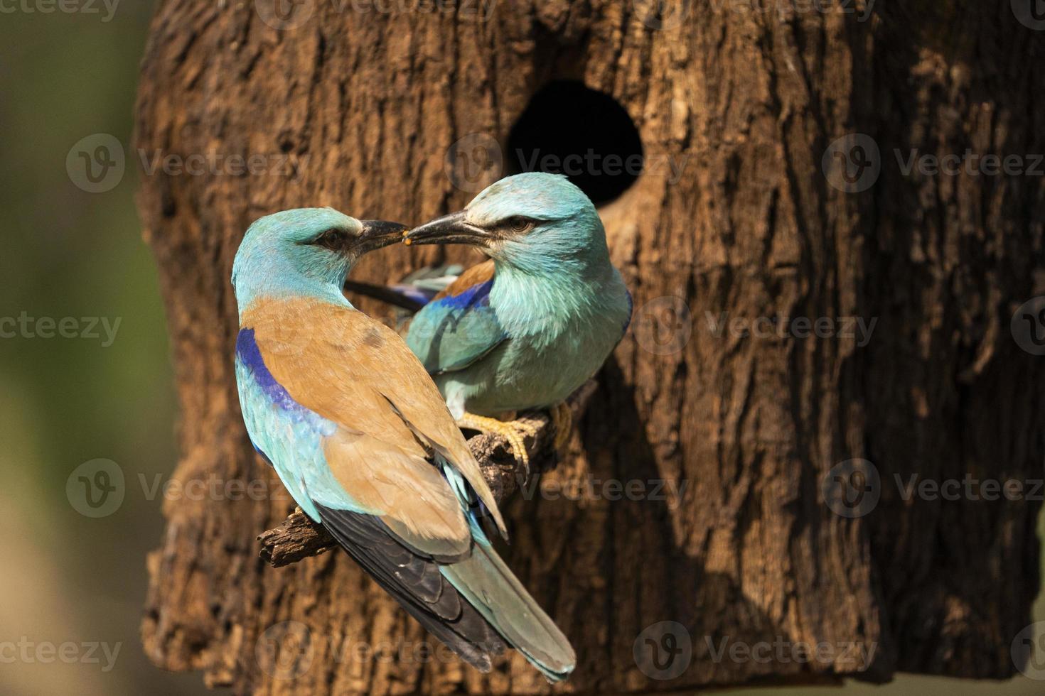 rodillo europeo, coracias garrulus foto