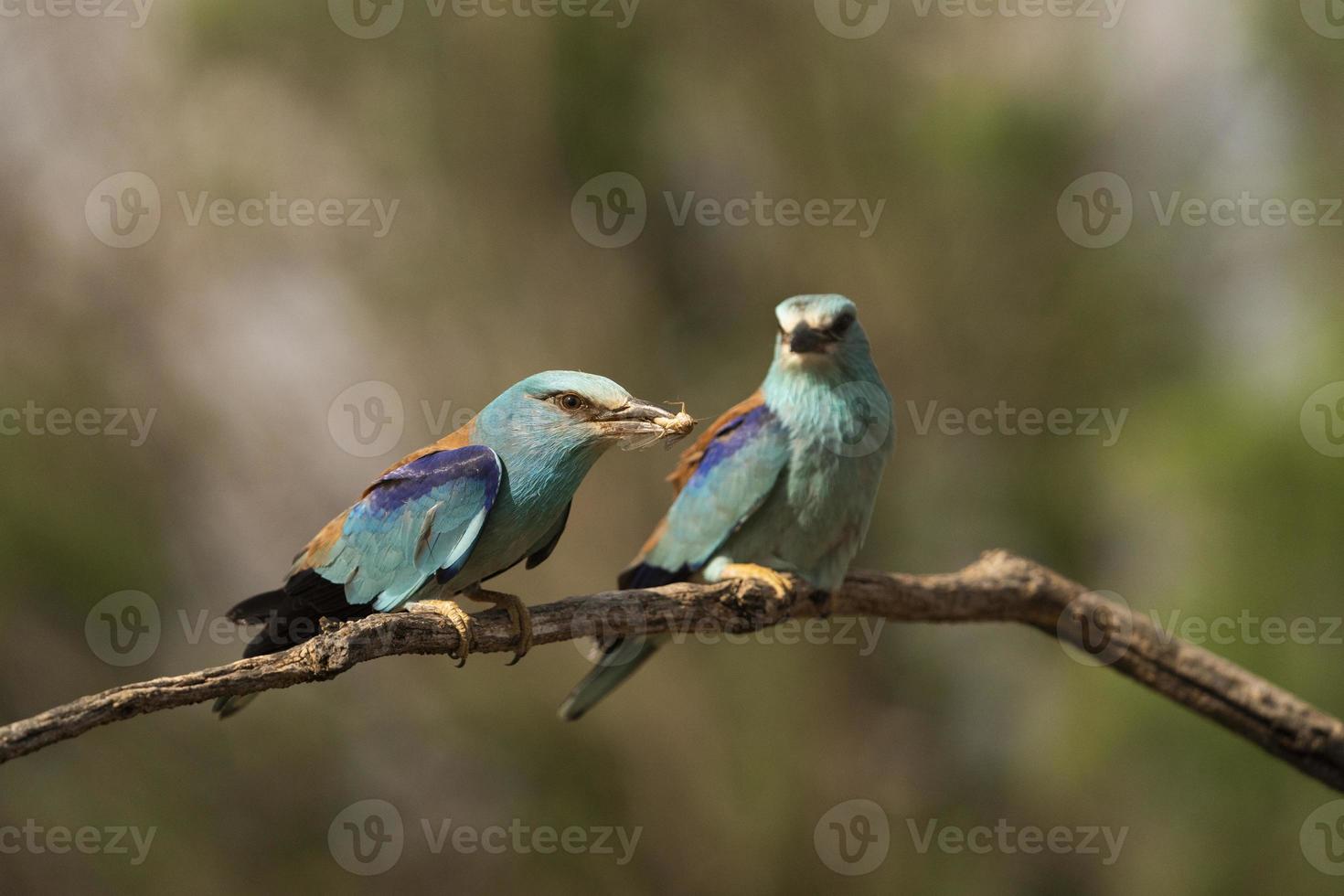 rodillo europeo, coracias garrulus foto