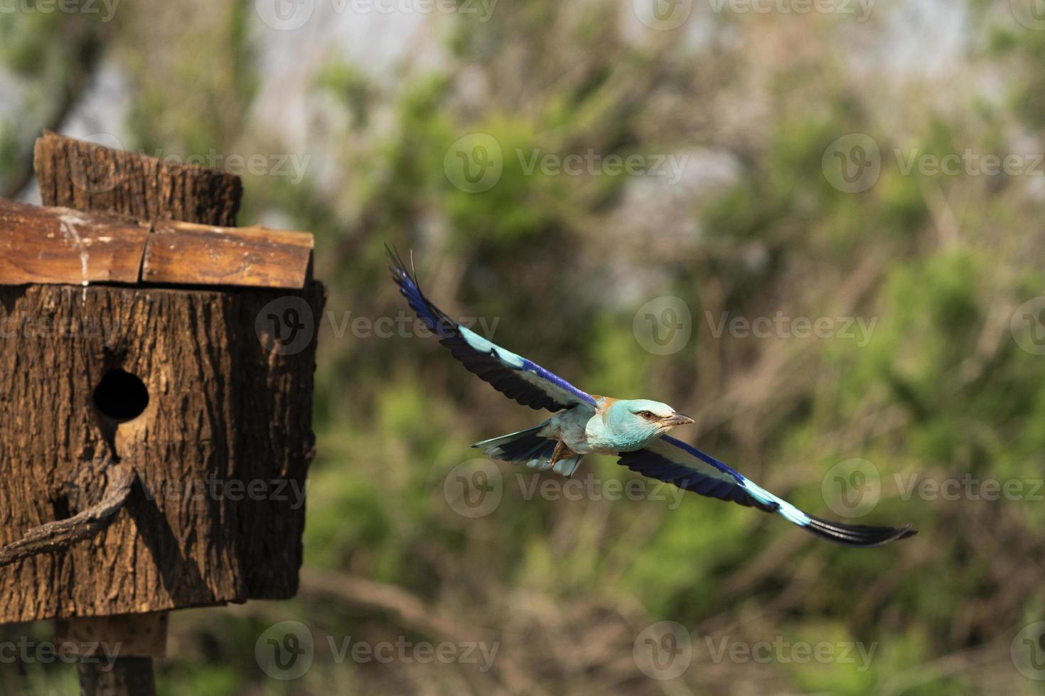 European roller, Coracias garrulus photo